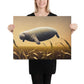 Snooty, Canvas